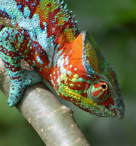 Furcifer pardalis a Roma: Guida Completa al Camaleonte Pantera e Dove Trovarlo