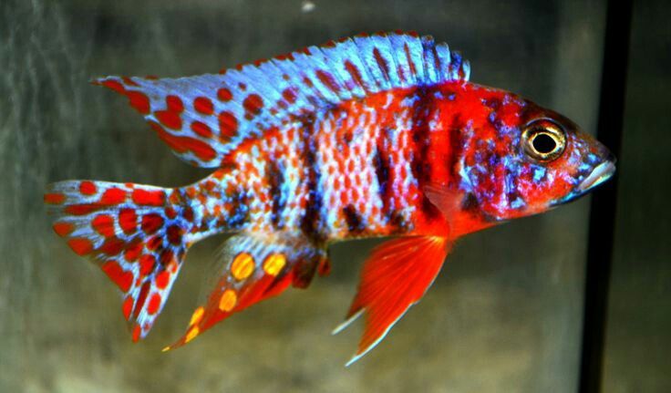 Ciclidi Africani: guida completa per l’acquario perfetto