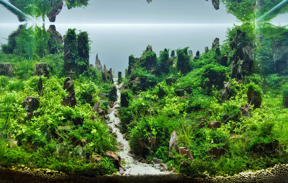 Materiali per Aquascaping: Guida con ADA, WIO e AQ PET