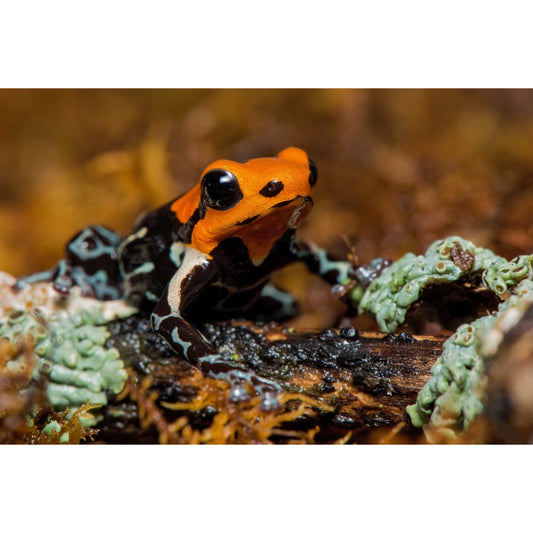 Ranitomeya: Le Miniature Colorate della Foresta Pluviale! | Animal Instinct