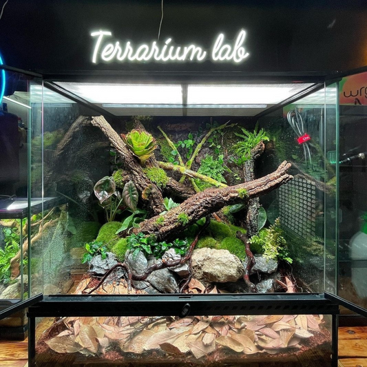 Come fare un terrarium bioattivo per rane? | Animal Instinct