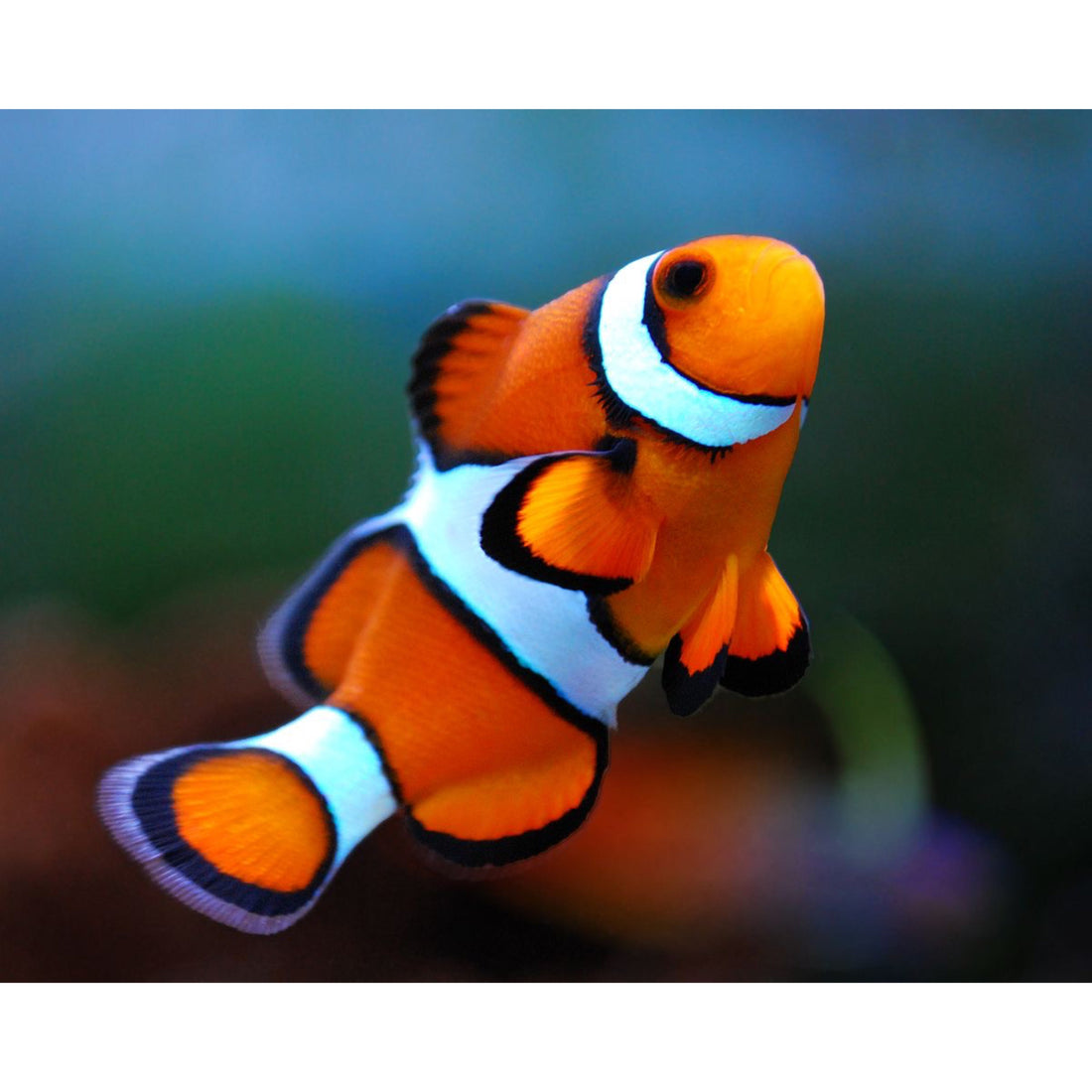 Pesce Pagliaccio: Guida Completa per l'Allevamento in Acquario