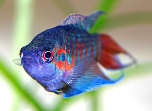 Guida Completa all’Acquario per Pesci d'Acqua Fredda: Specie, Cura e Consigli