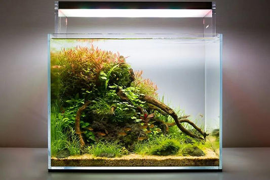 Come Fare un Acquario di Acqua Dolce con il Metodo Naturale: Guida Completa