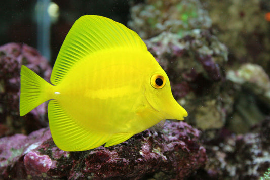 Guida agli Animali Reef Safe per il Tuo Acquario Marino