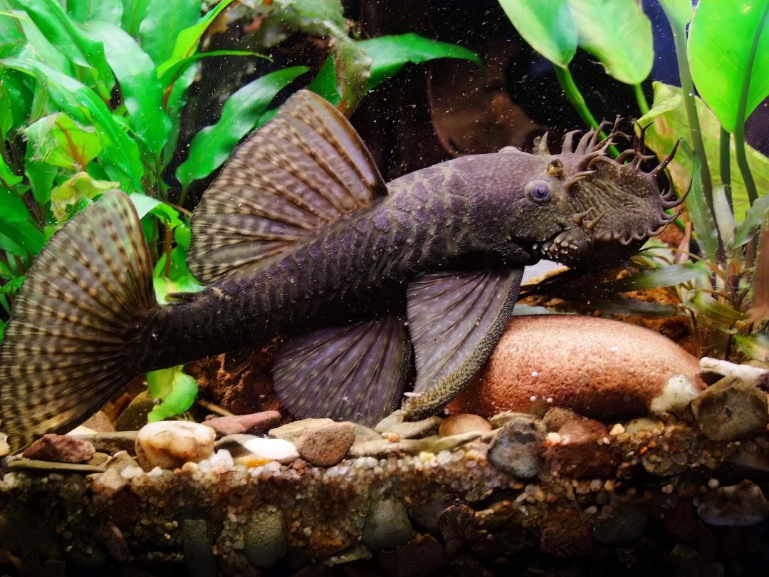 Io non sono un pulitore | Animal Instinct