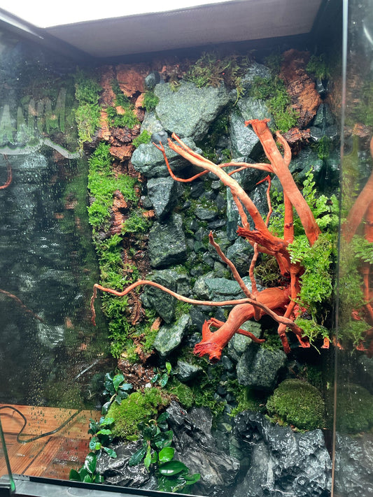 Crea il Tuo Ecosistema Naturale: Guida al Terrario con Cascata Fai-da-Te