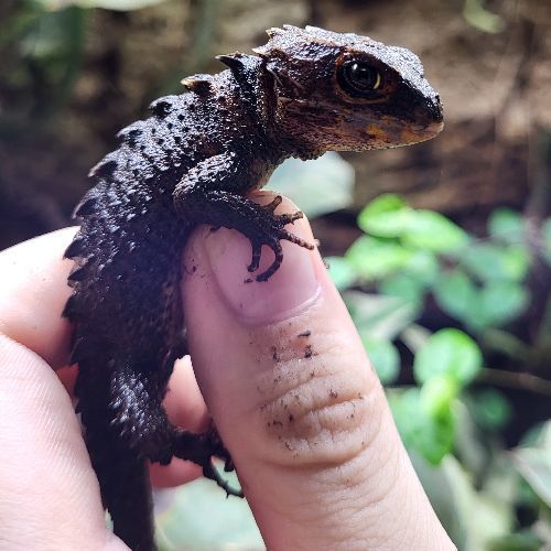 Tribolonotus gracilis: Il Fascino del Mini-Coccodrillo da Terrario