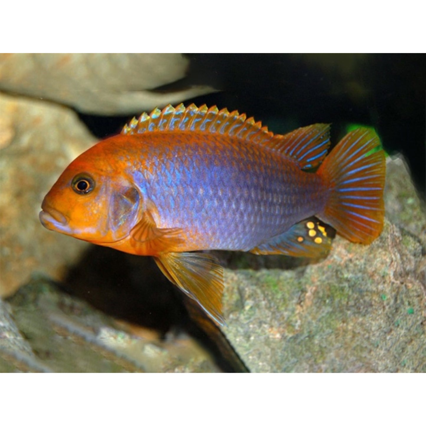 Lodotropheus Sprengeri