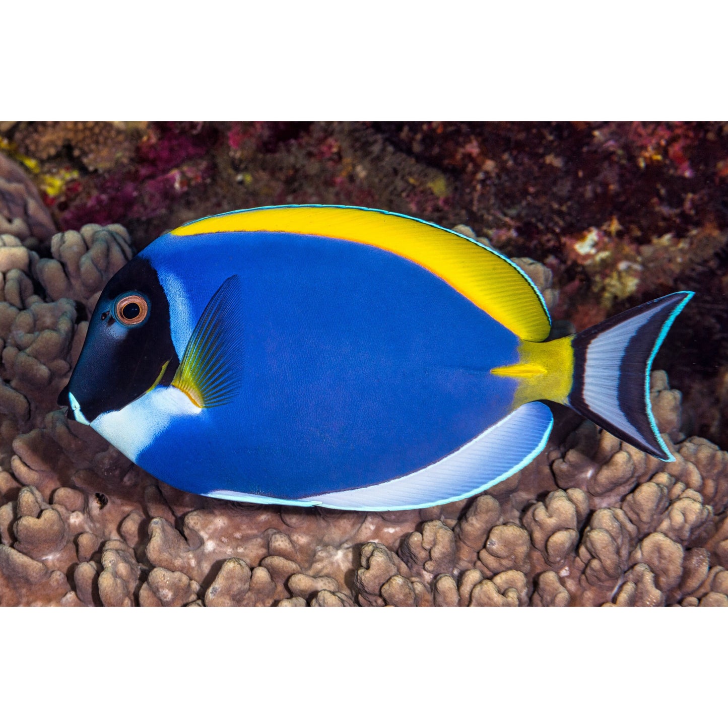 Acanthurus leucosternon
