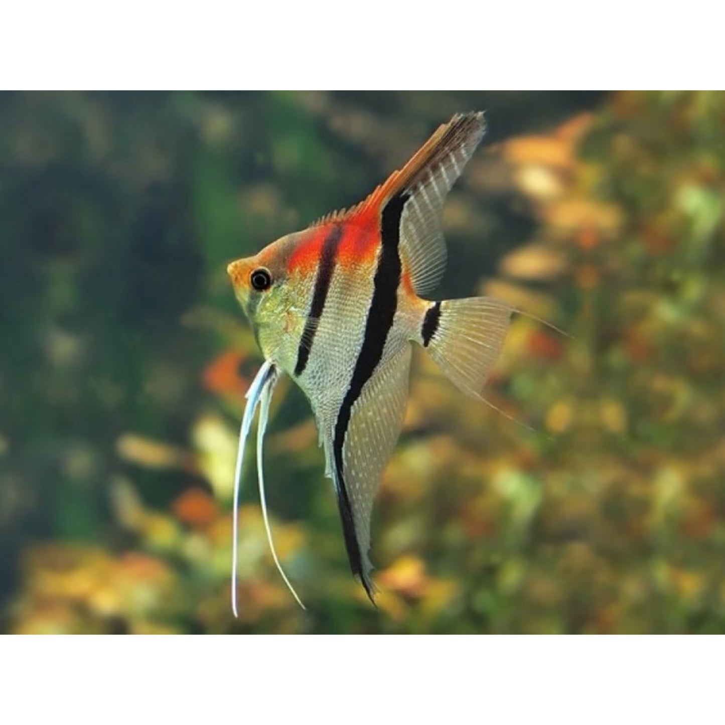 Pterophyllum scalare Manacapuru Red Back