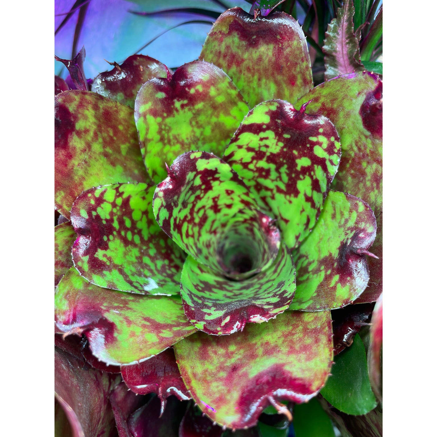 Neoregelia sp. Mix colour