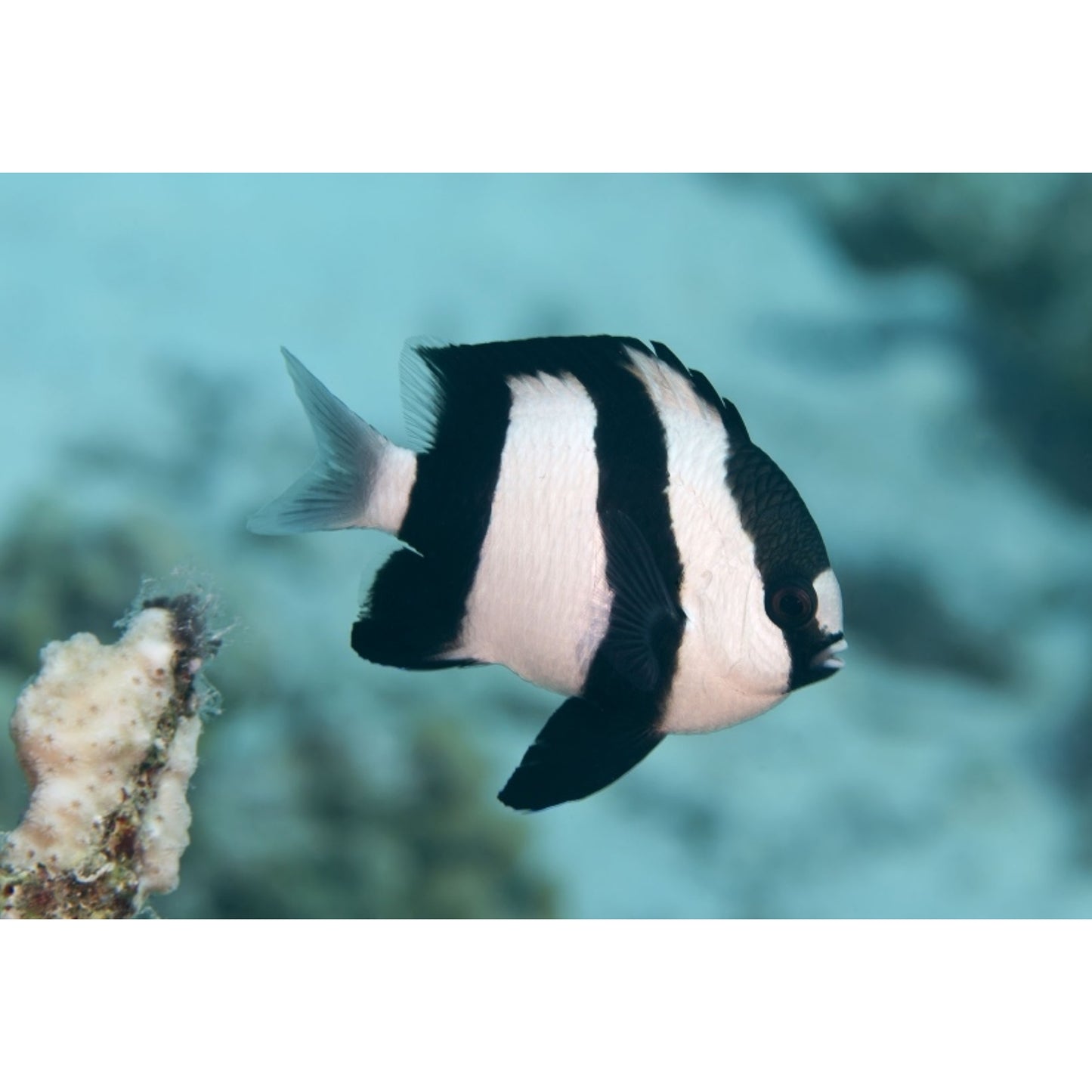 Dascyllus aruanus