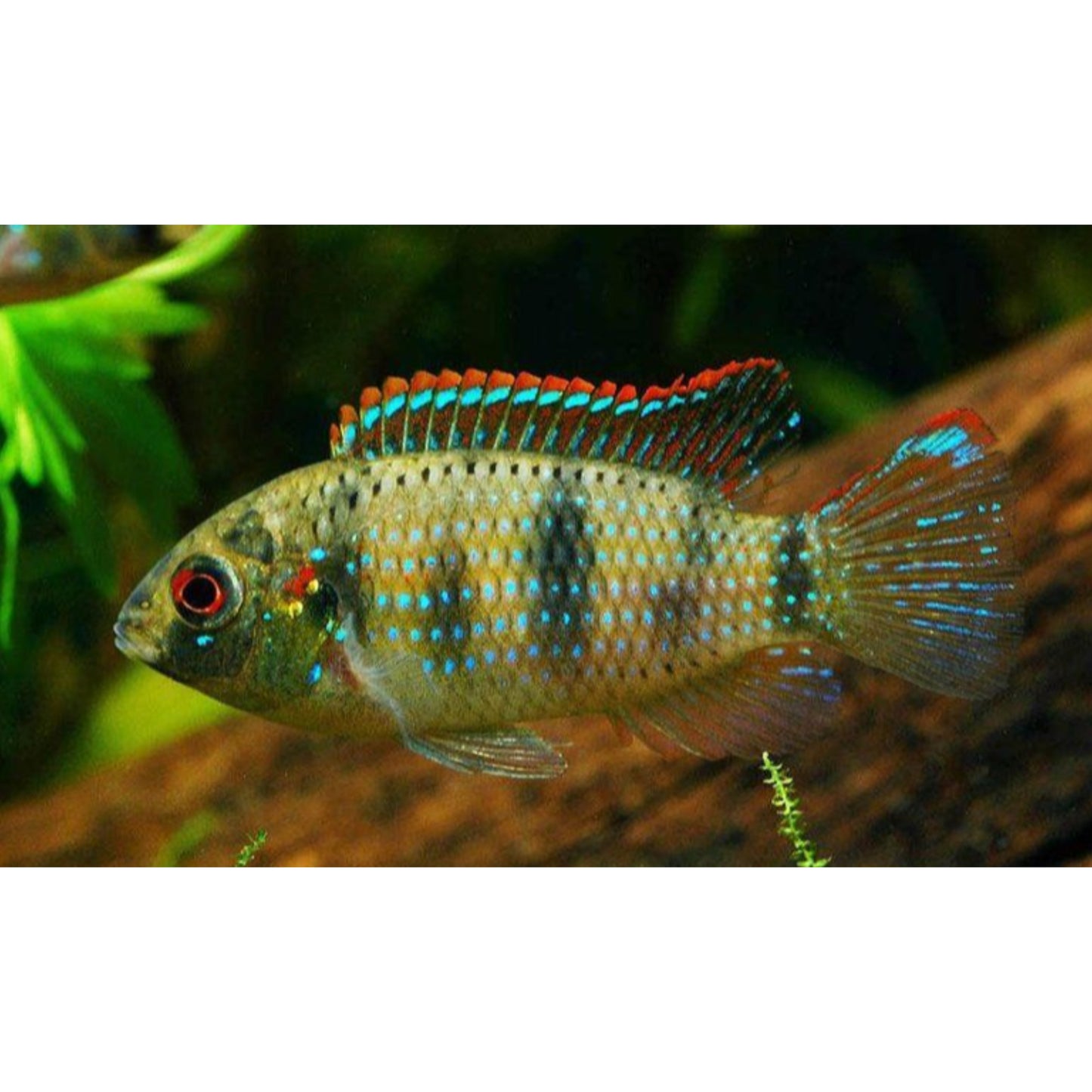 Pelmatochromis Thomasi