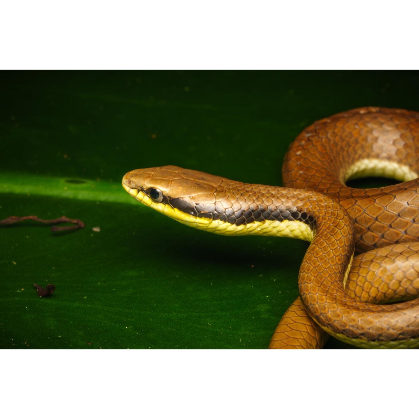 Liopeltis tricolor (indonesia)