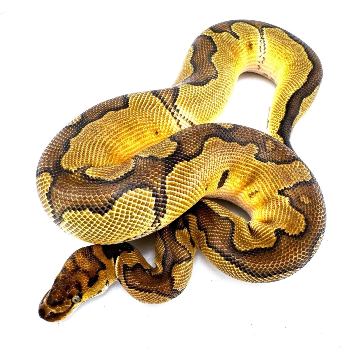 Python regius henchi clown het. Hypo