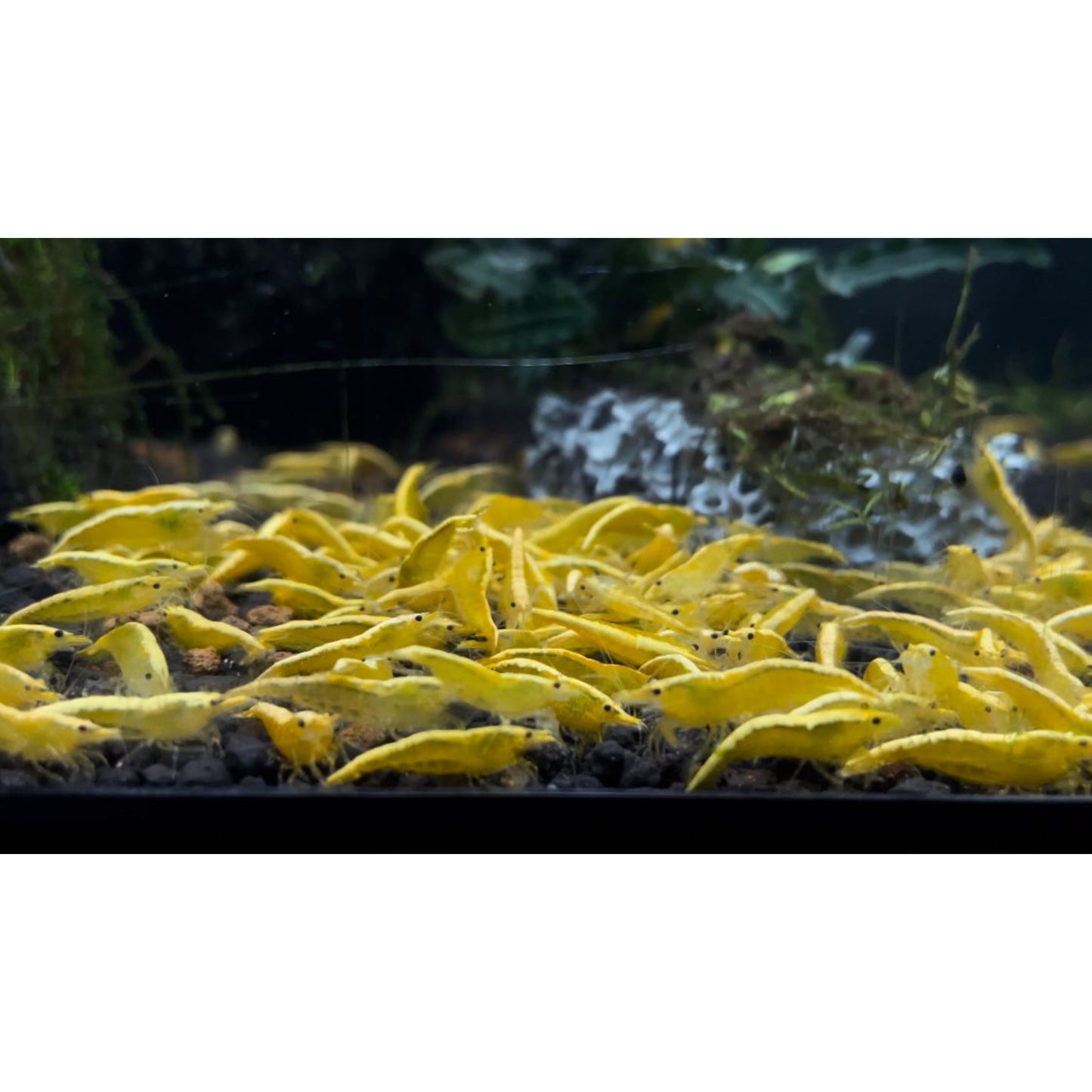 Neocaridina Davidi var. Yellow Fire Neon