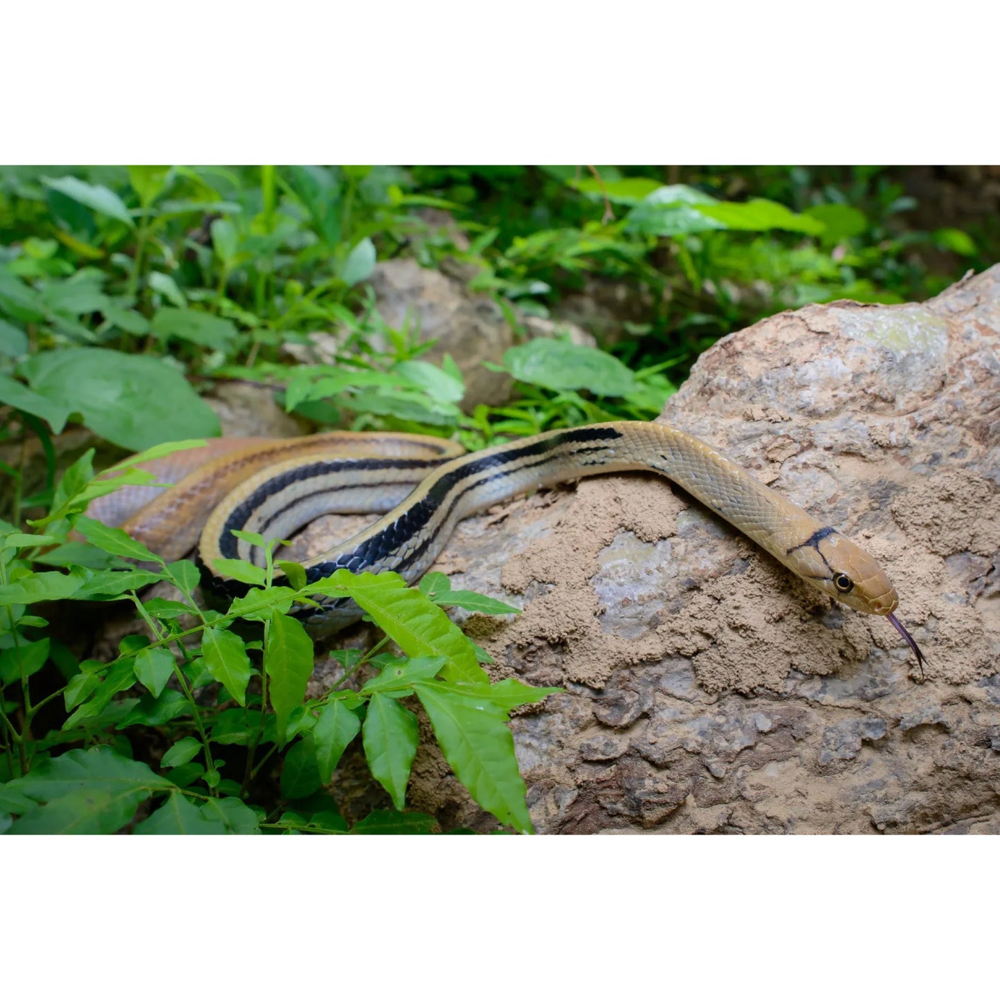 Elaphe radiata