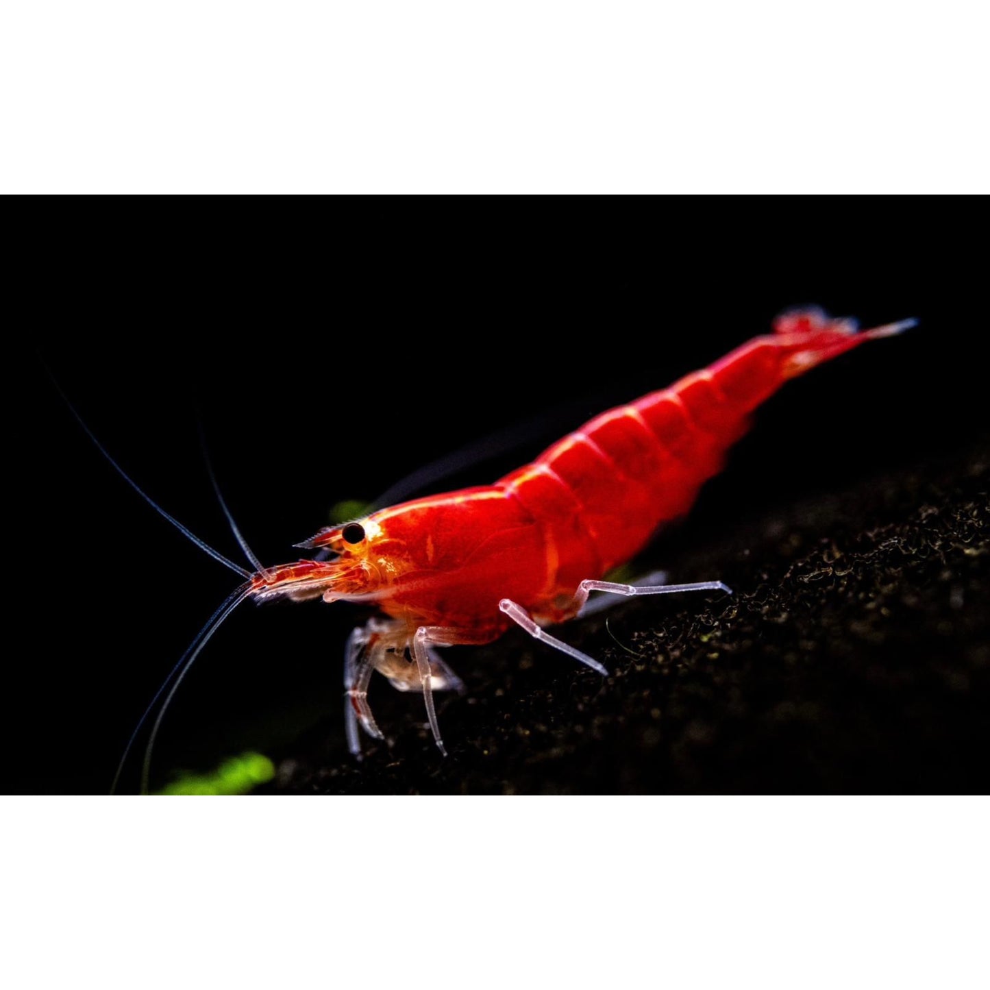 Caridina cf. Cantonensis var. Super Crystal Red