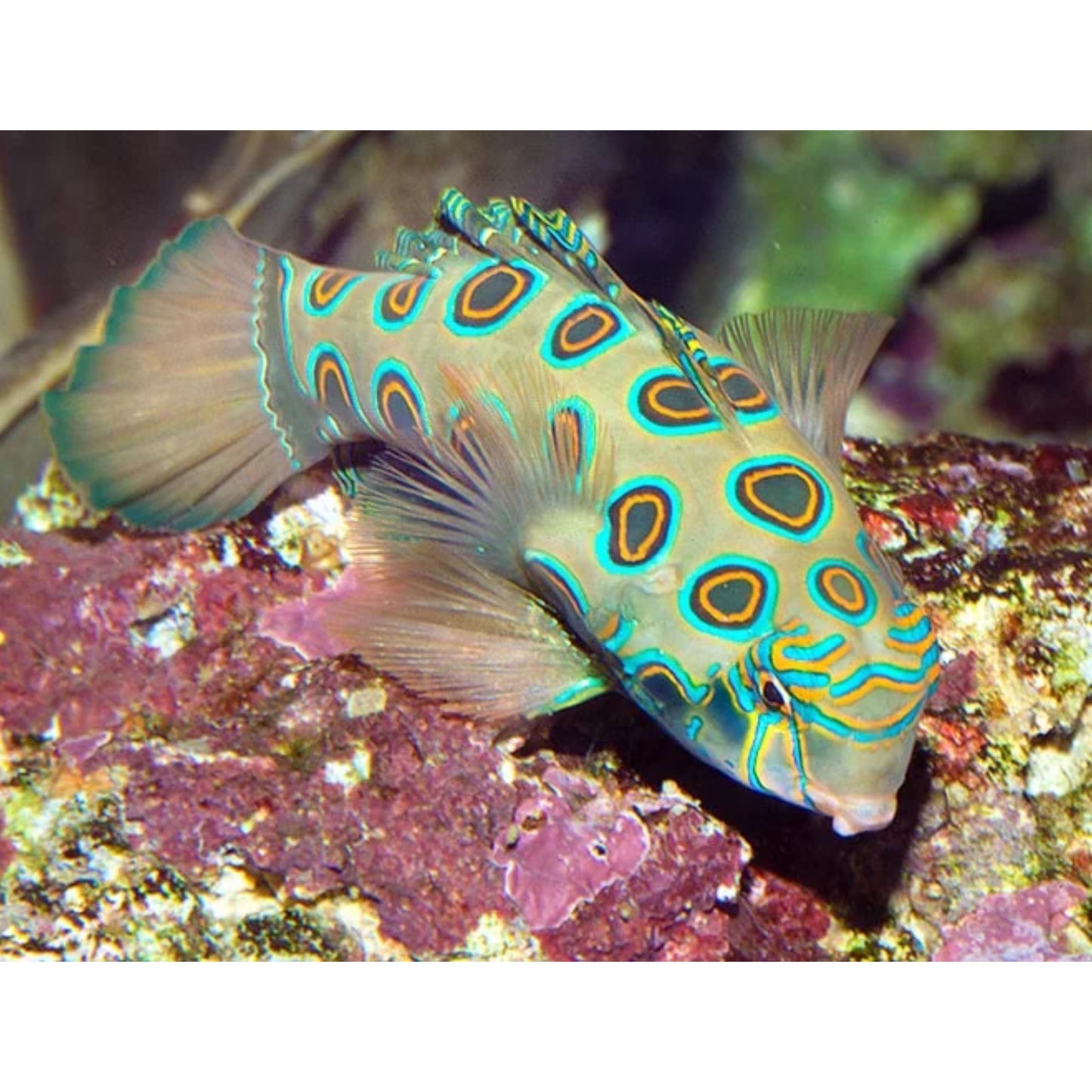 Synchiropus picturatus