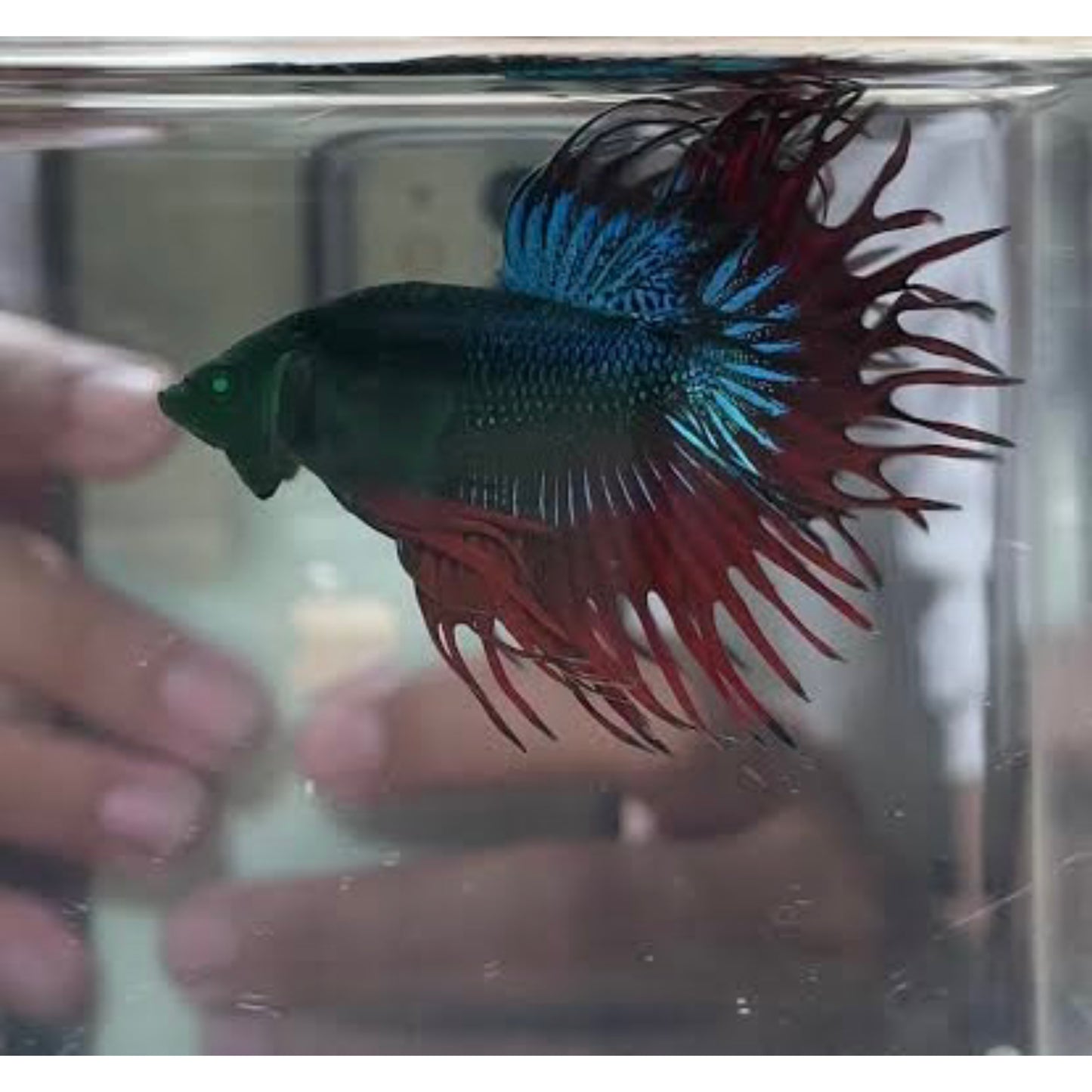 Betta crowntail green hulk “raro”