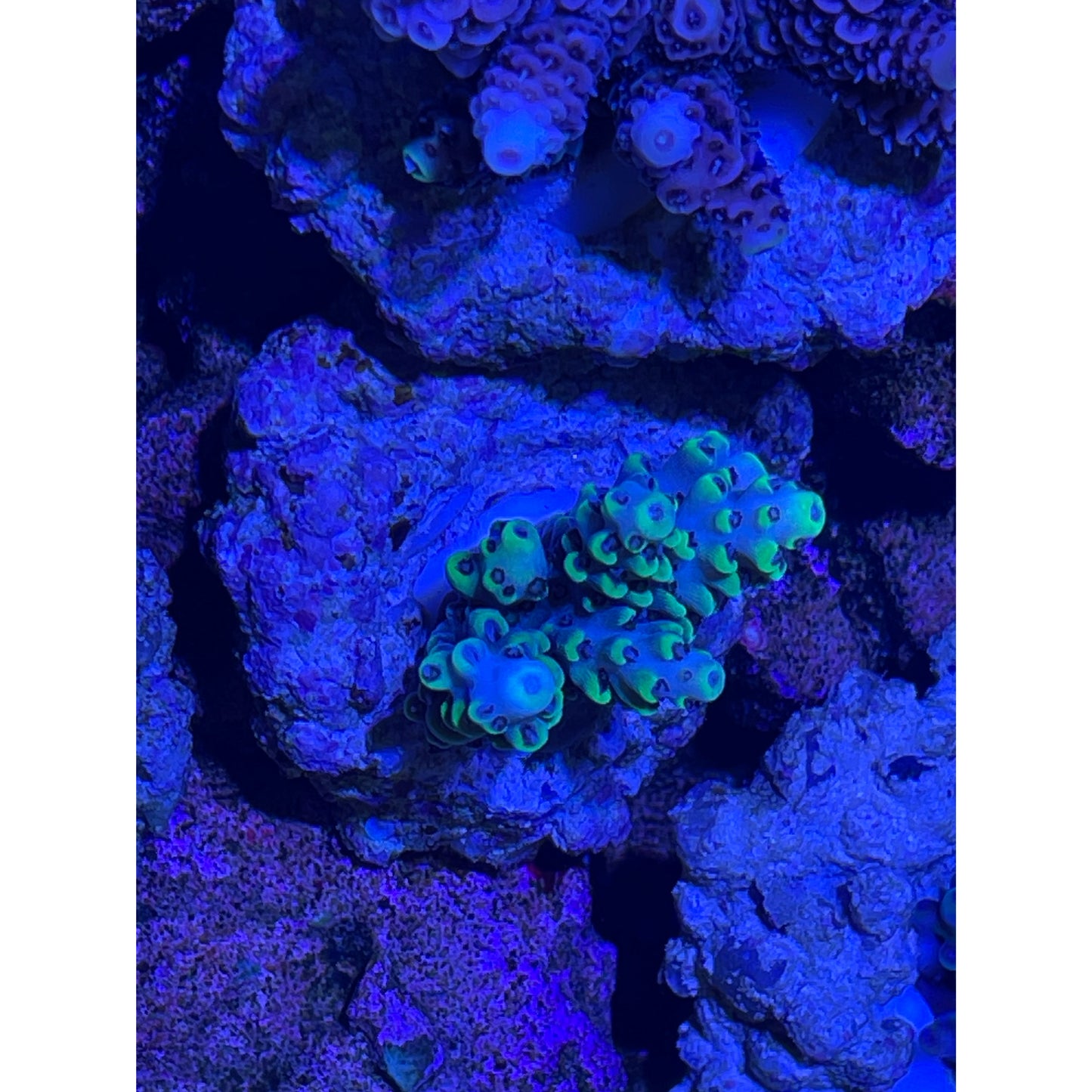 Acropora sp.