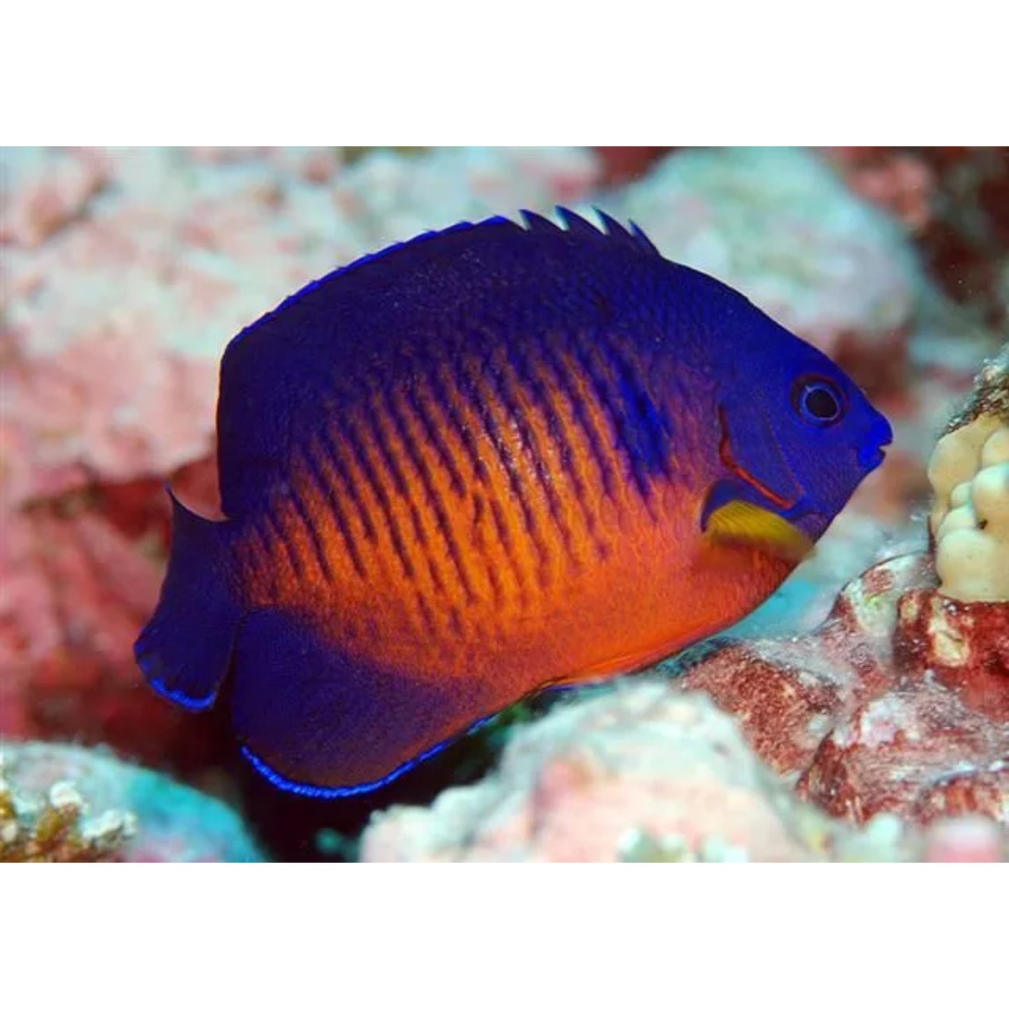 Centropyge bispinosa