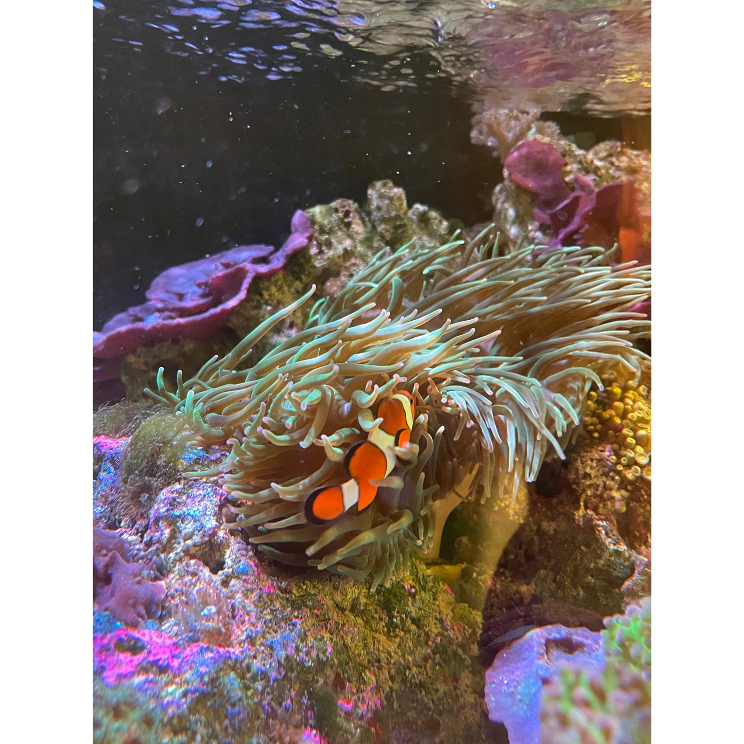 Anemone XL