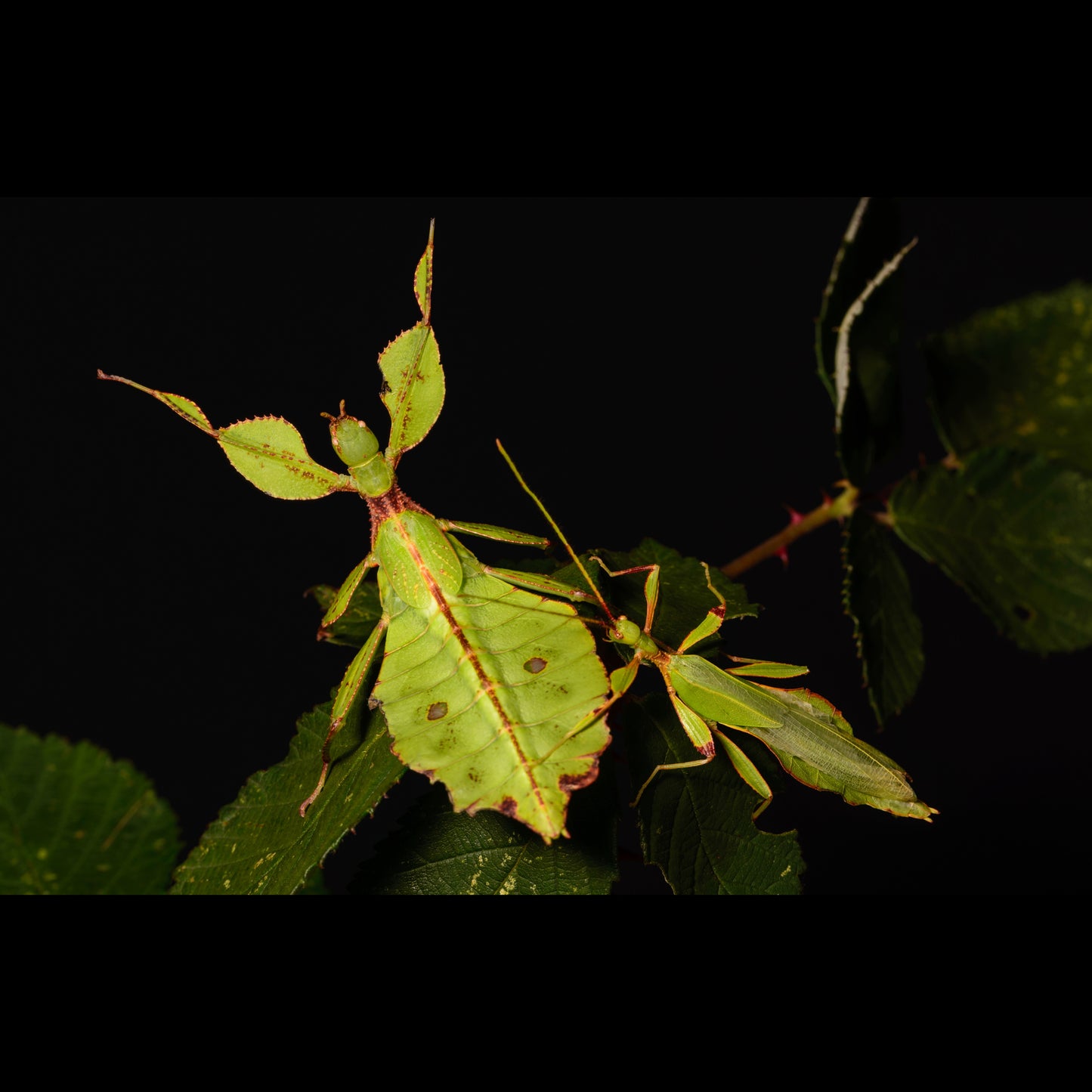 Phyllum philippinicum