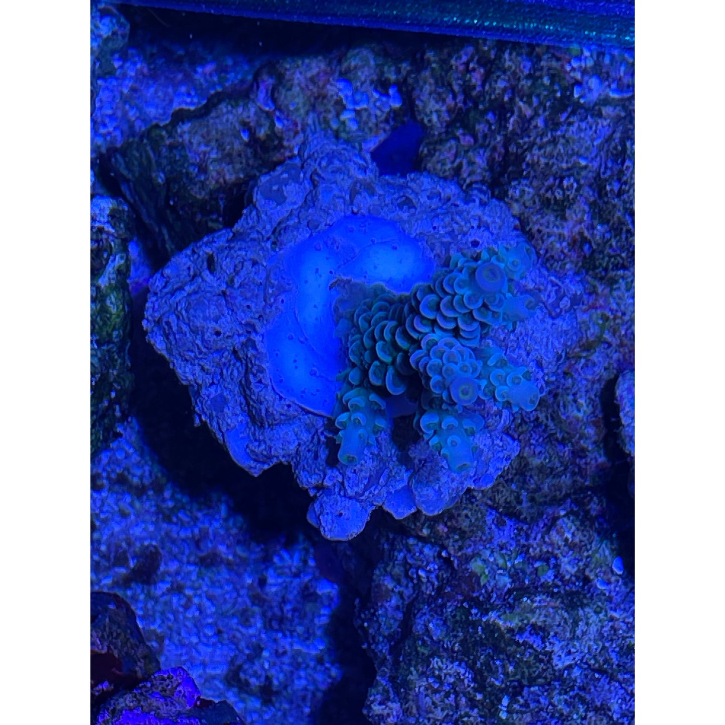 Acropora sp.