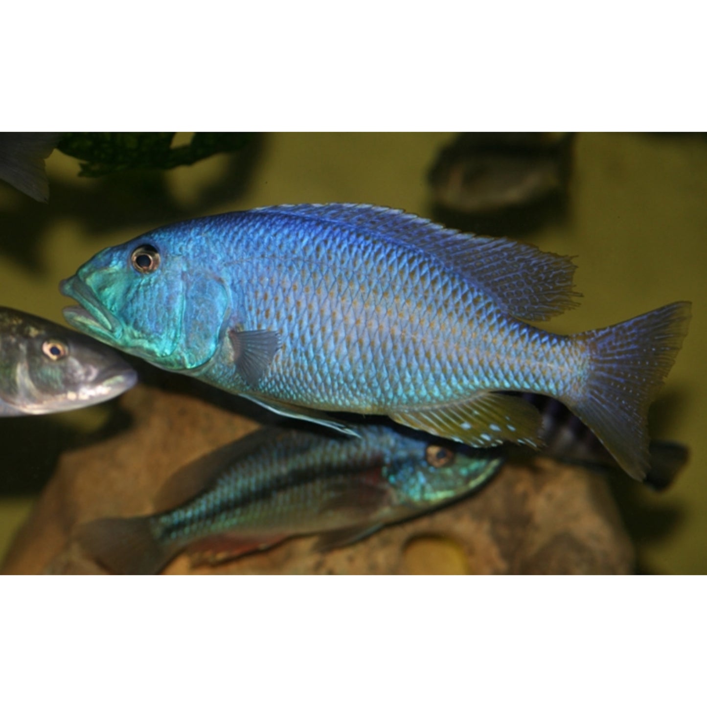 Aulonocara christyi