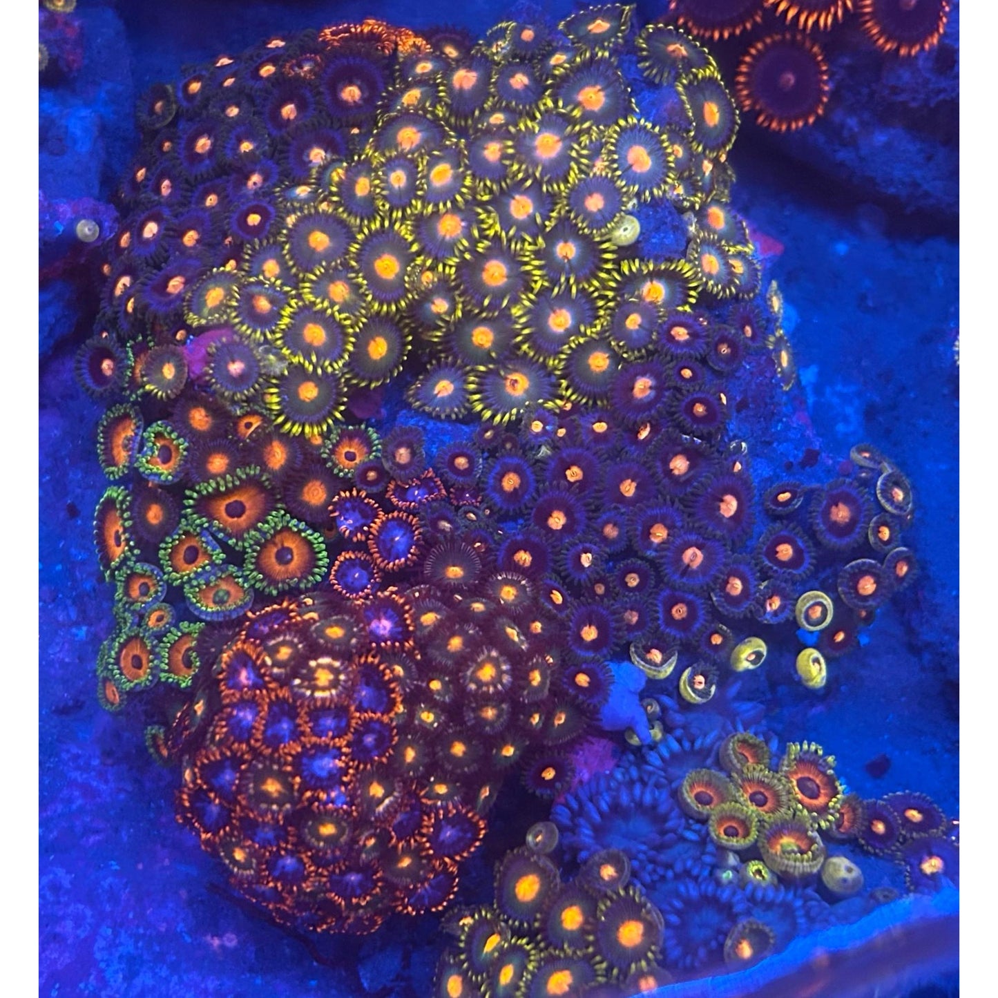 Zoanthus