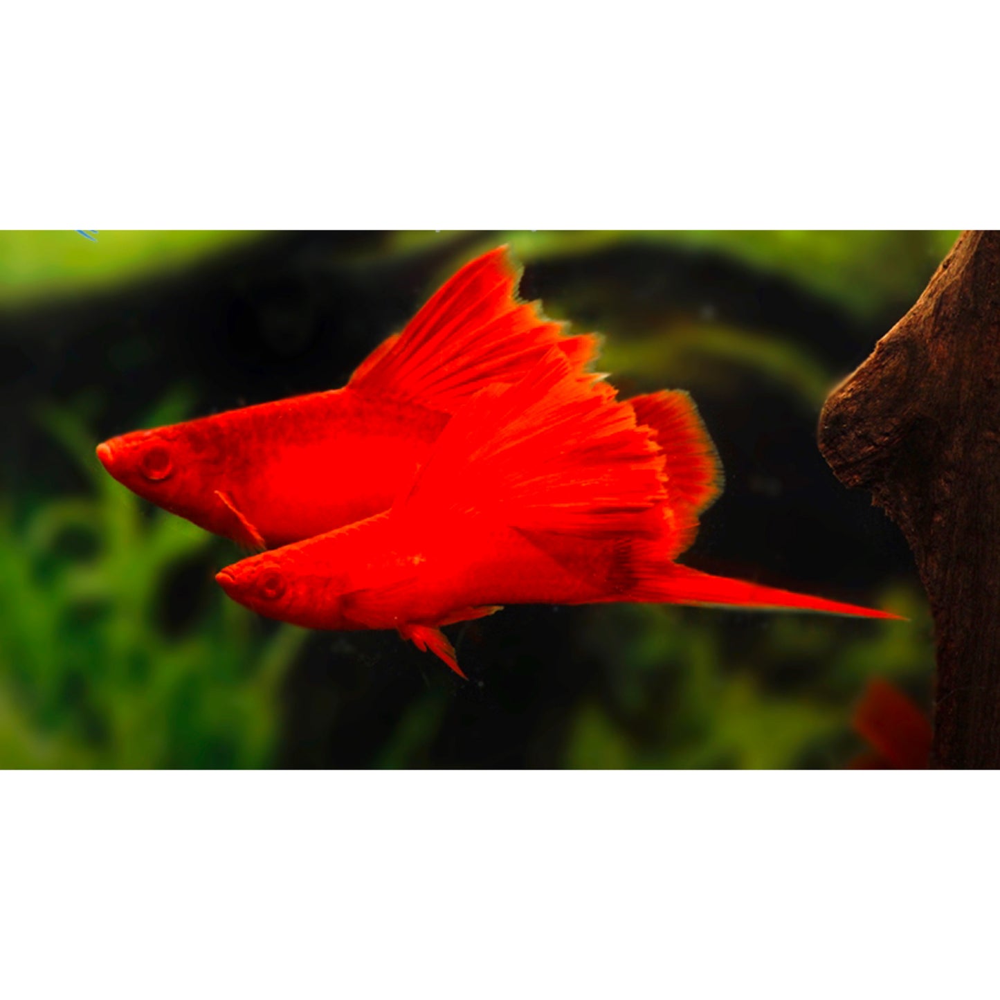 Xiphophorus helleri (portaspada” “Wien broccoli”