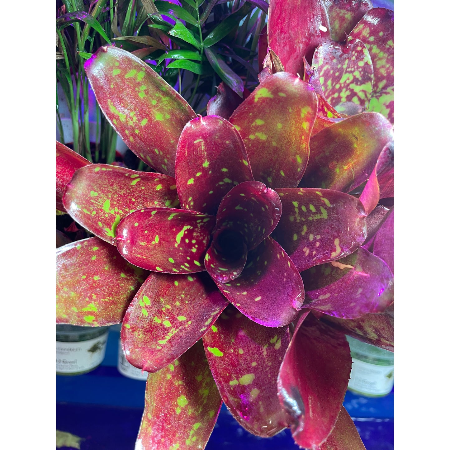 Neoregelia sp. Mix colour