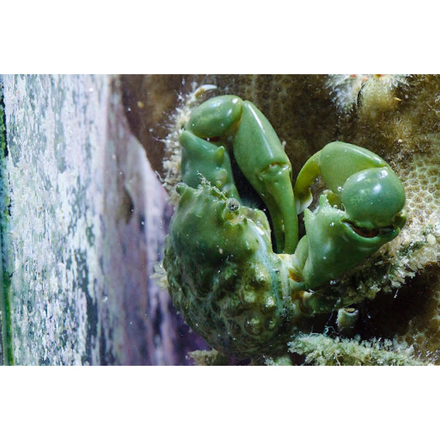 Mithrax sculptus