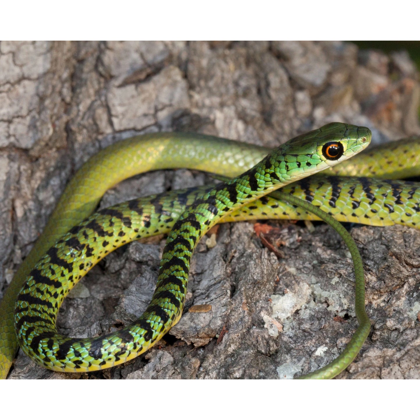 Philothamnus semivariegatus