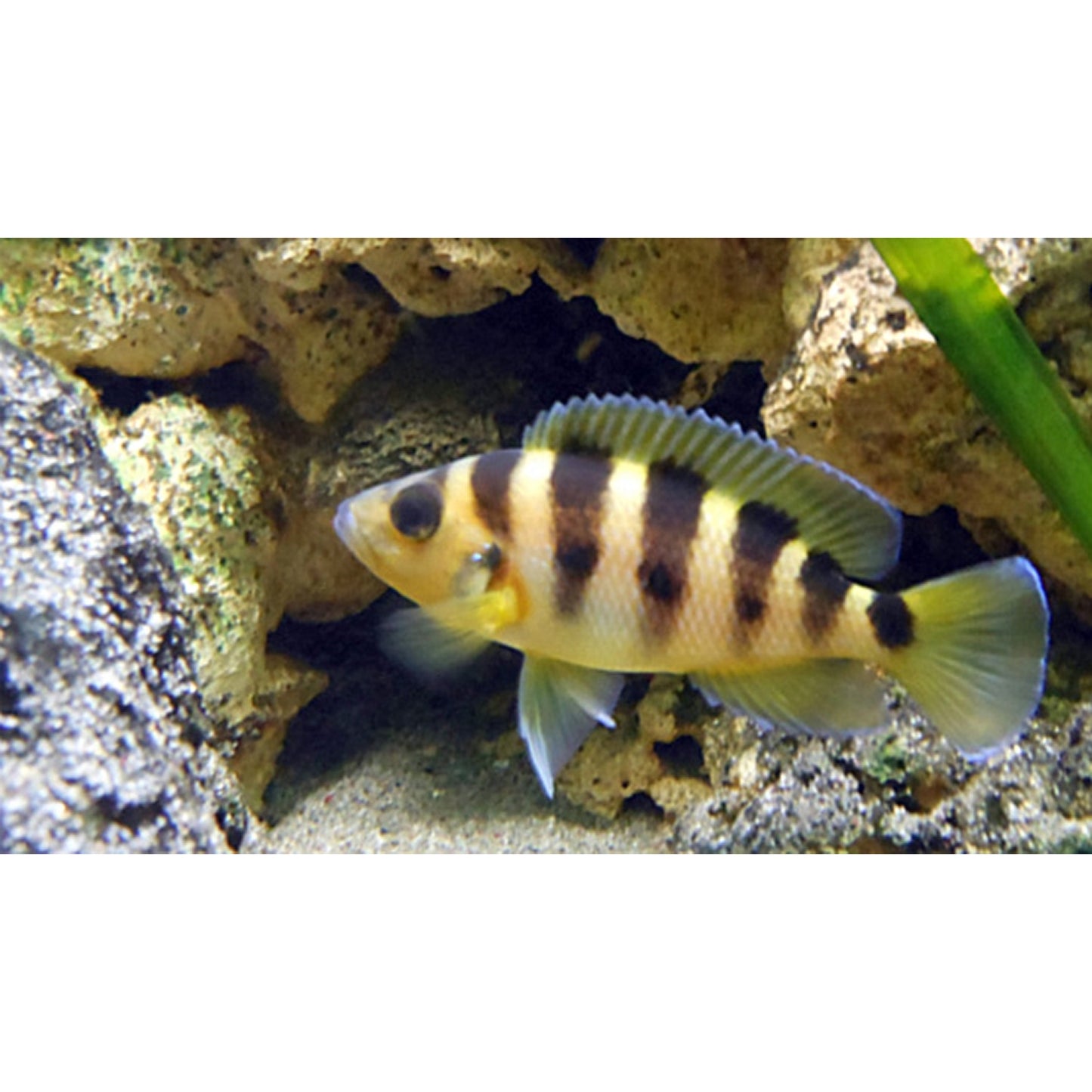Lamprologus Sexfasciatus