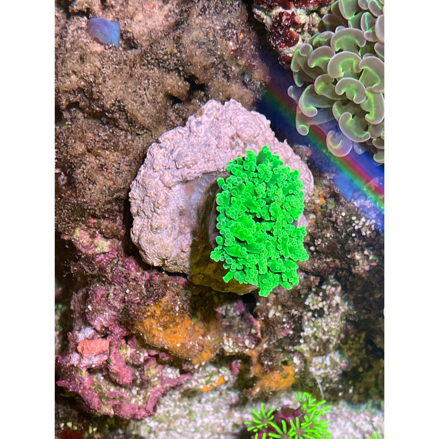 Euphyllia sp.