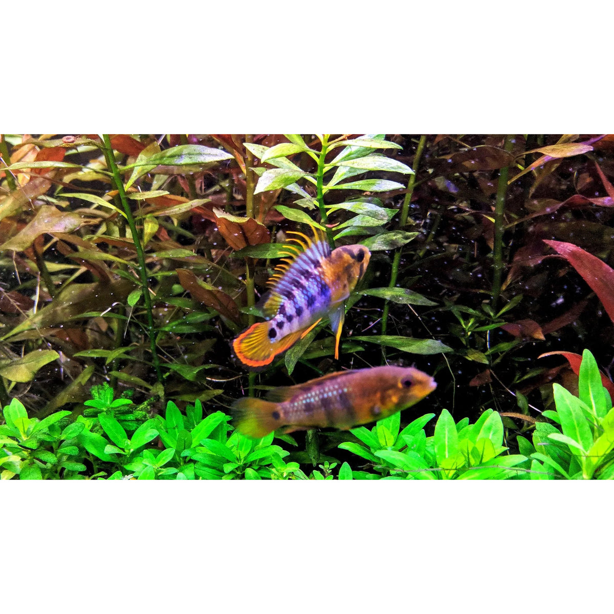 Apistogramma baenschi inca