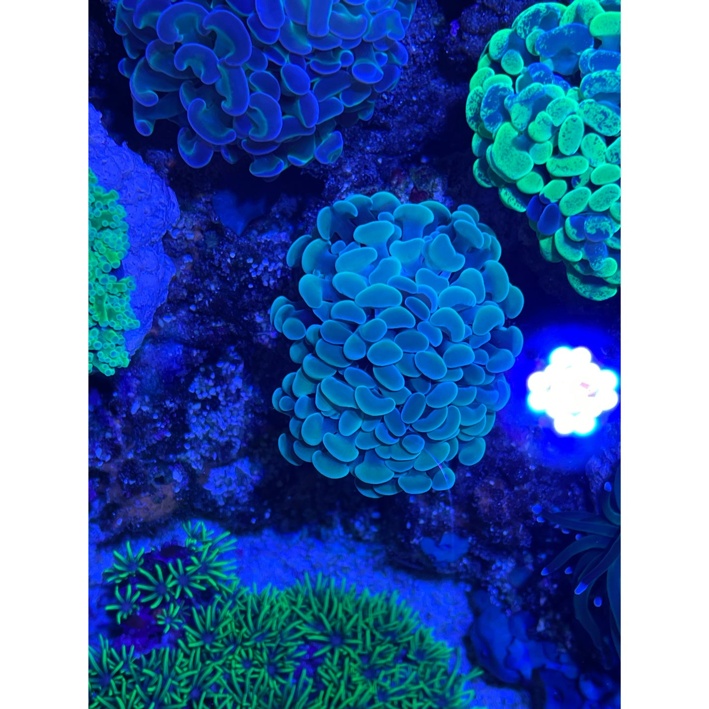 Euphyllia parancora