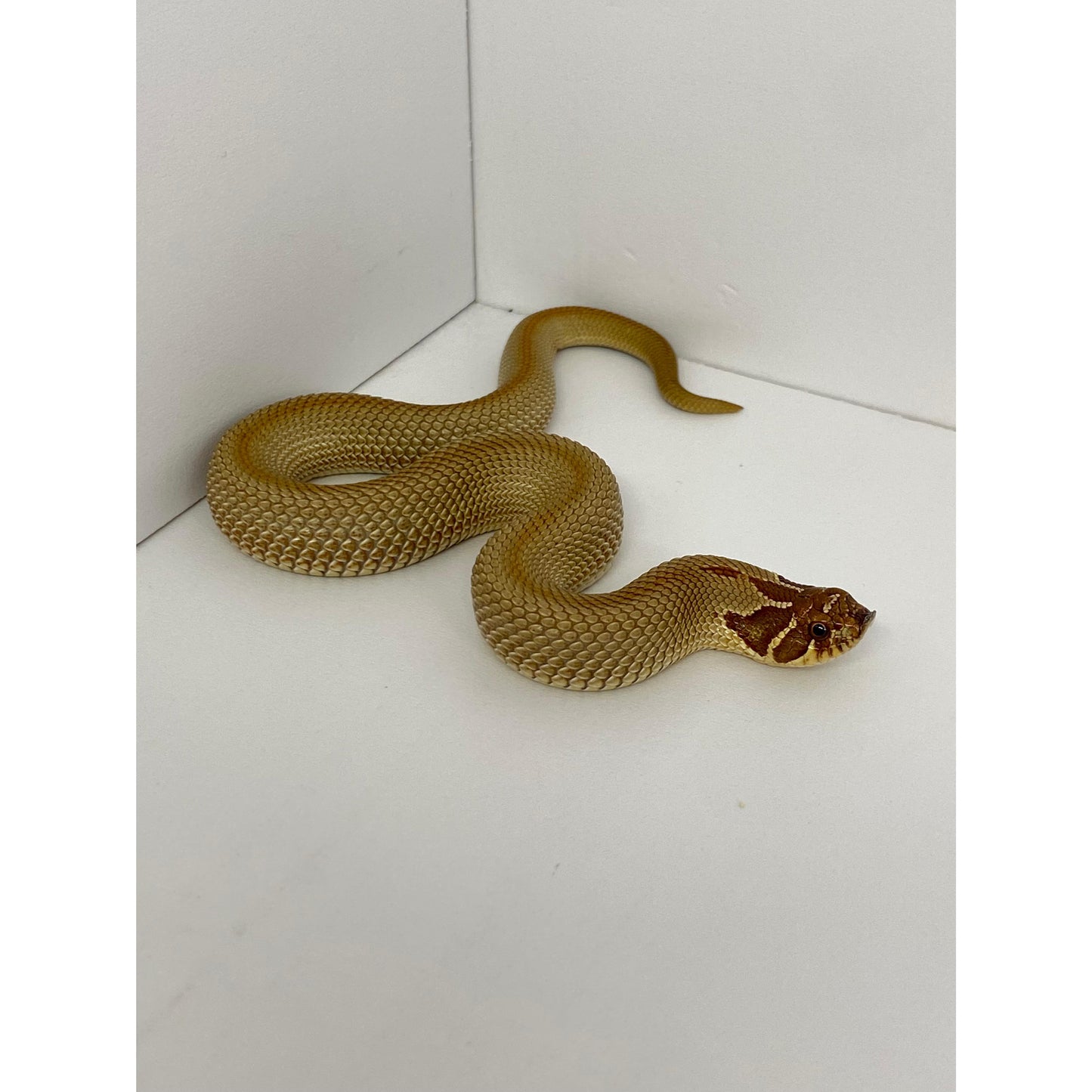 Heterodon nasicus