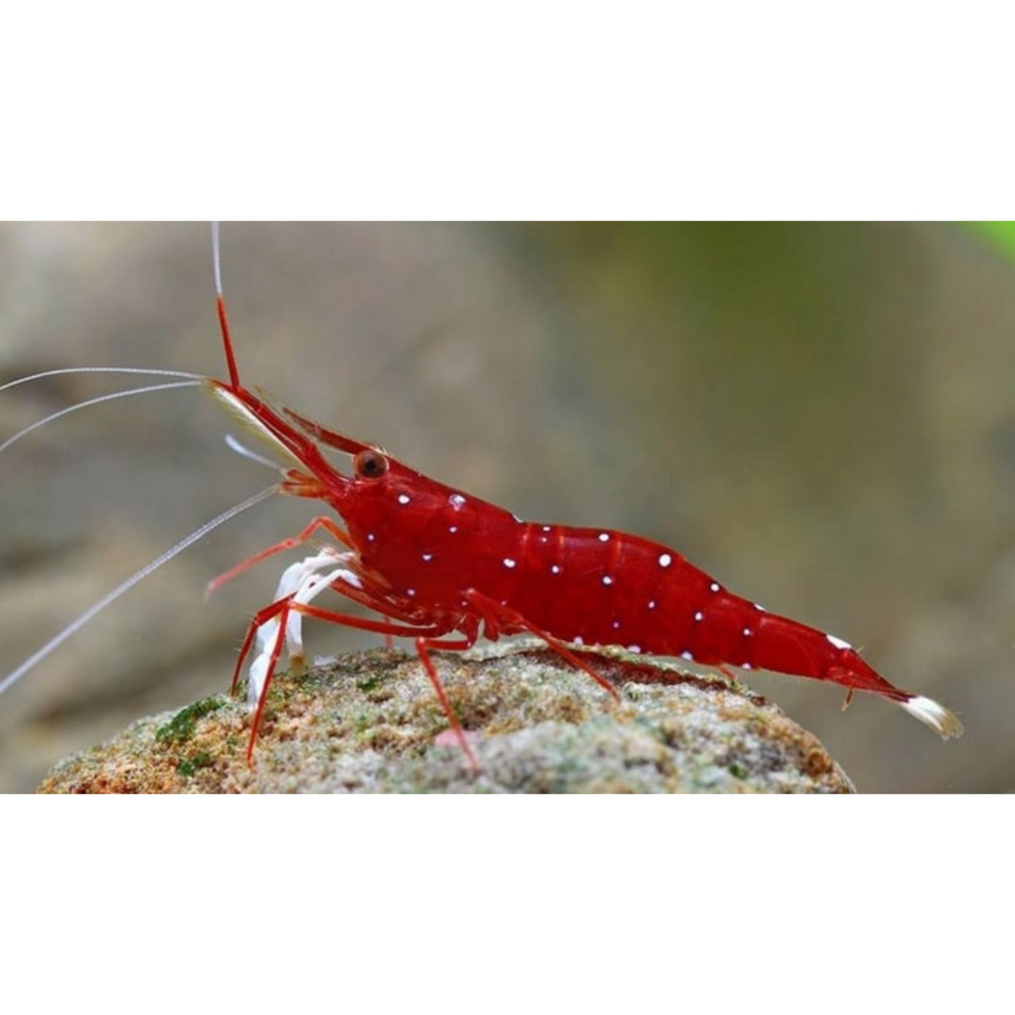 Caridina cardinal