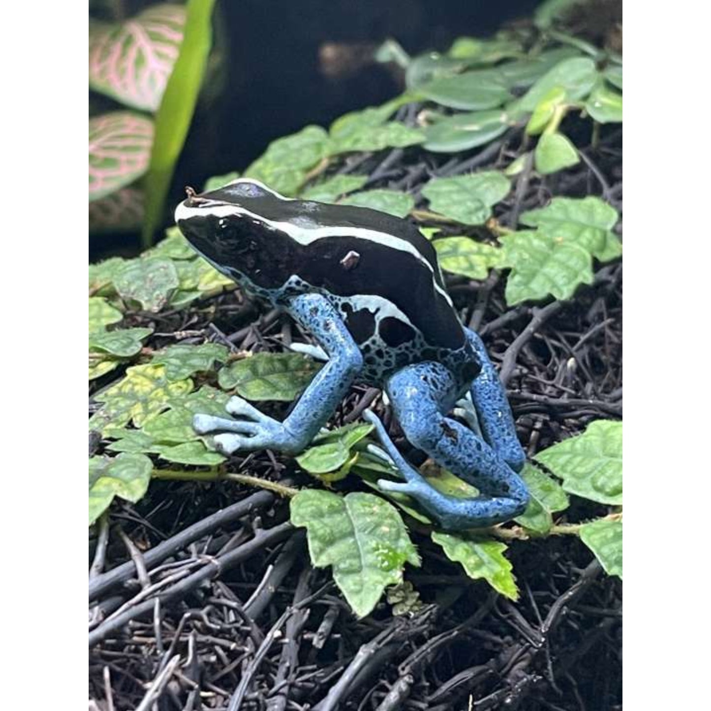 Dendrobates Tinctorius graubner