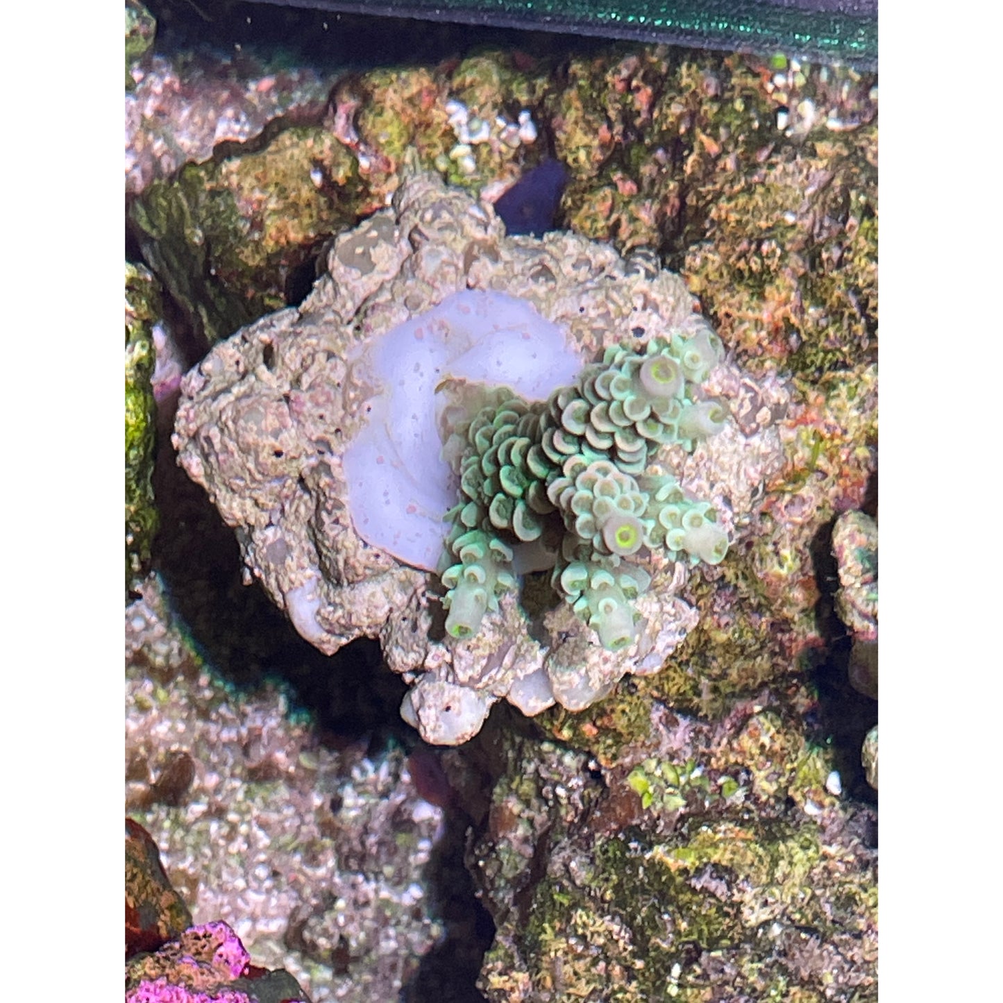 Acropora sp.