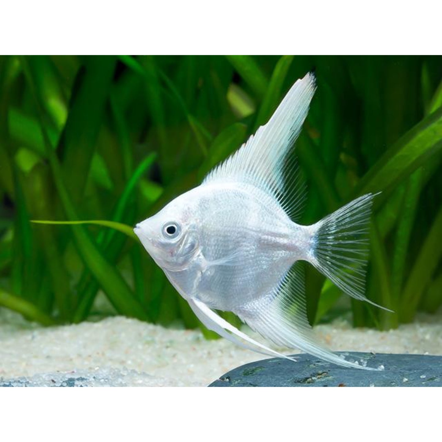Pterophyllum Scalare Platinum