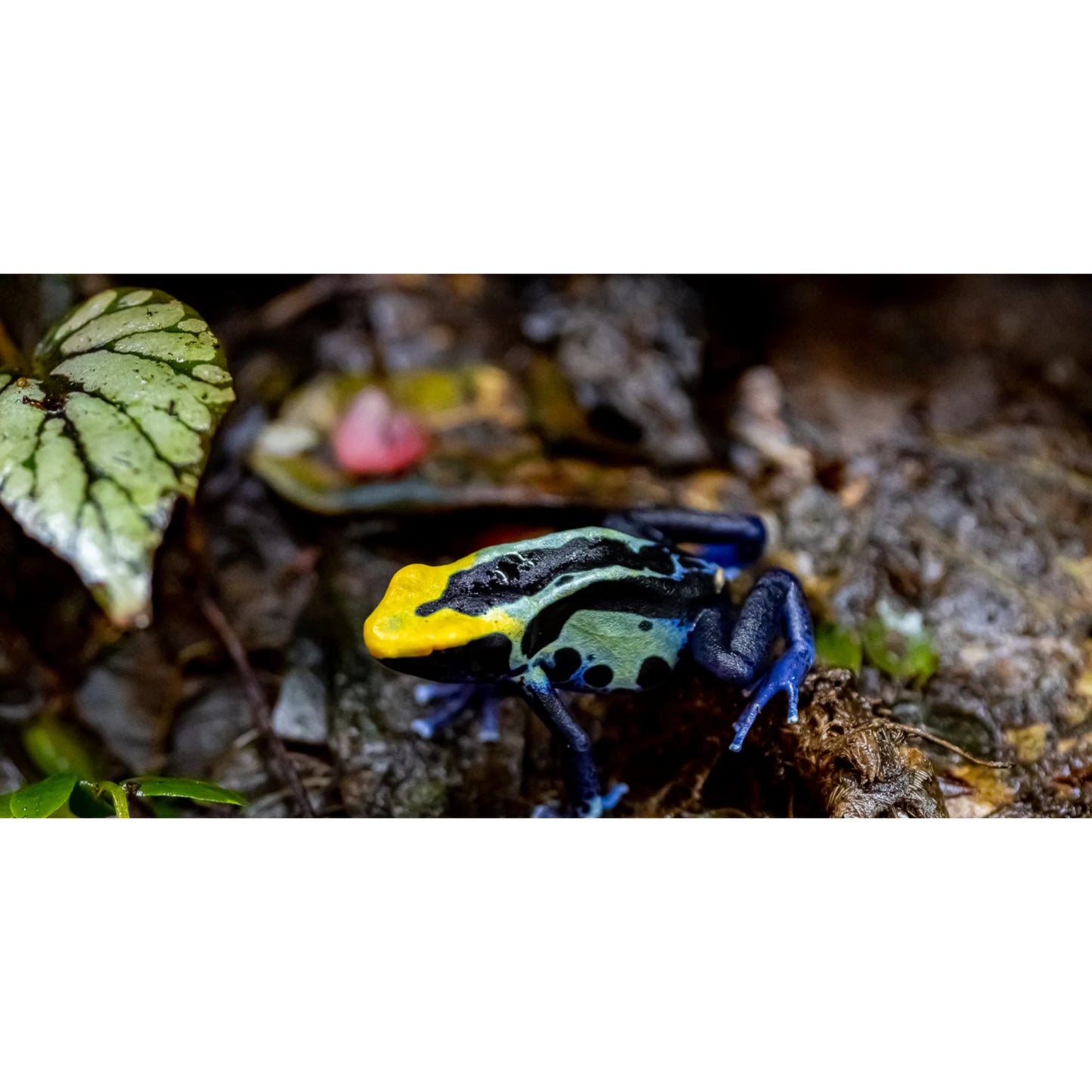 Dendrobates tinctorius robertus