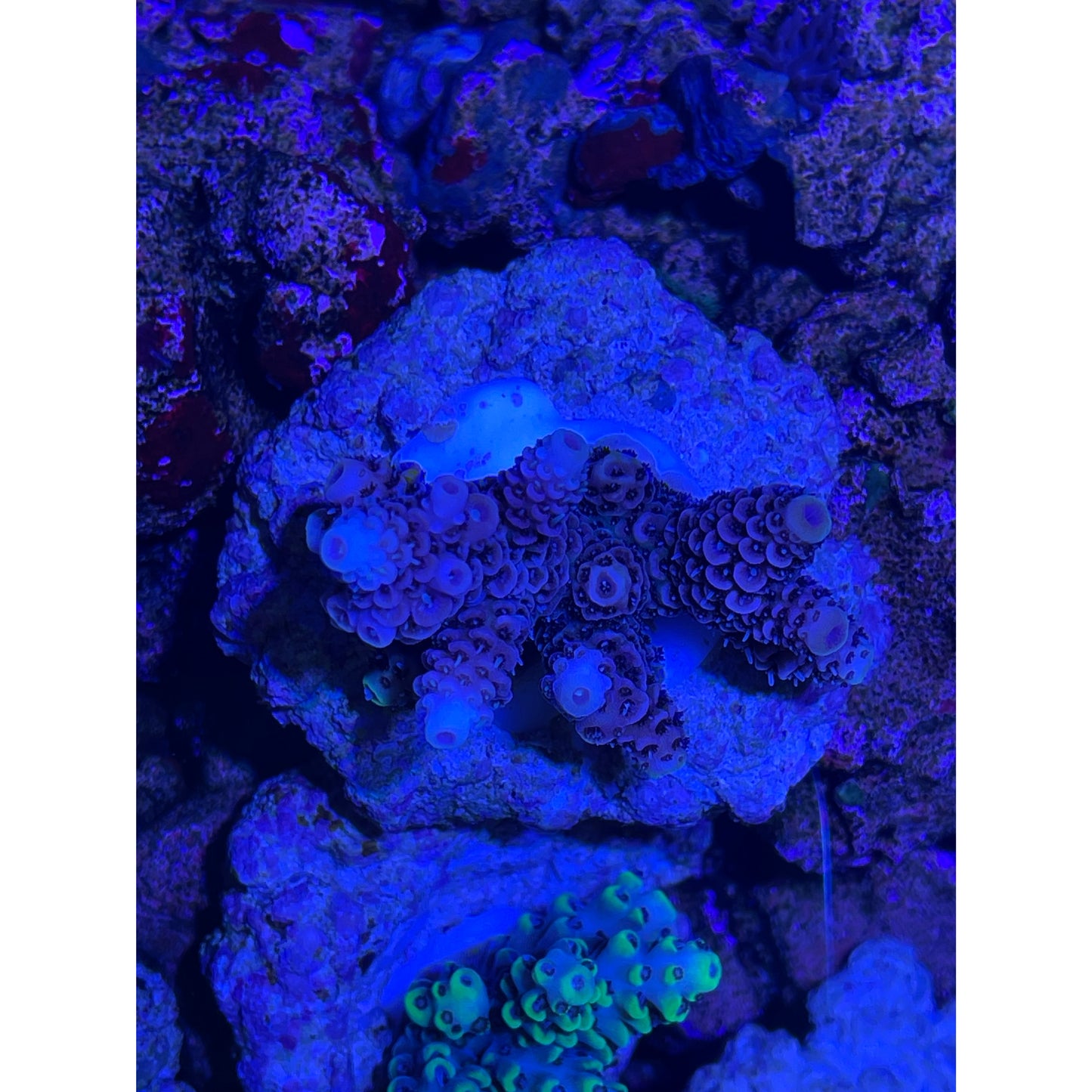 Acropora sp.