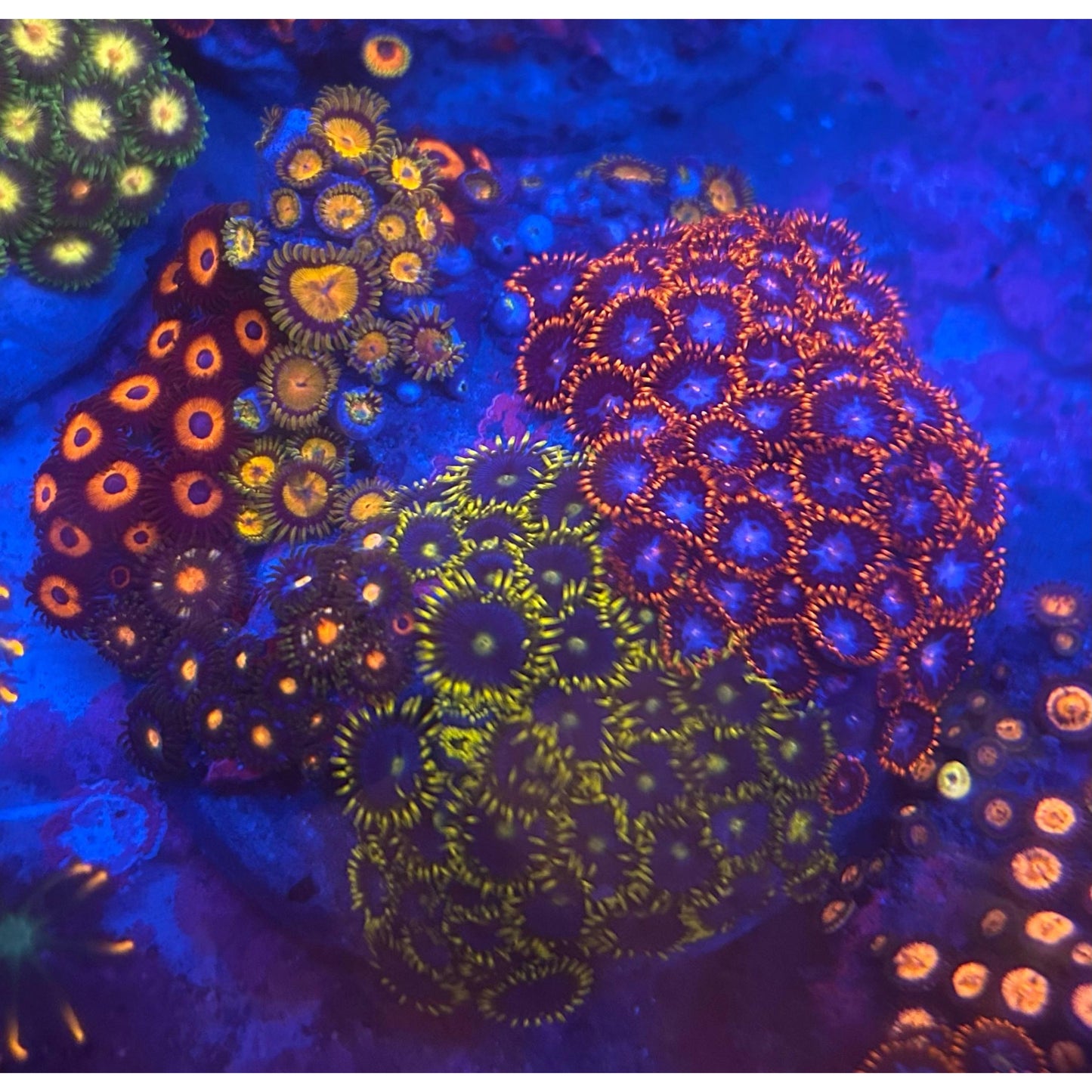 Zoanthus