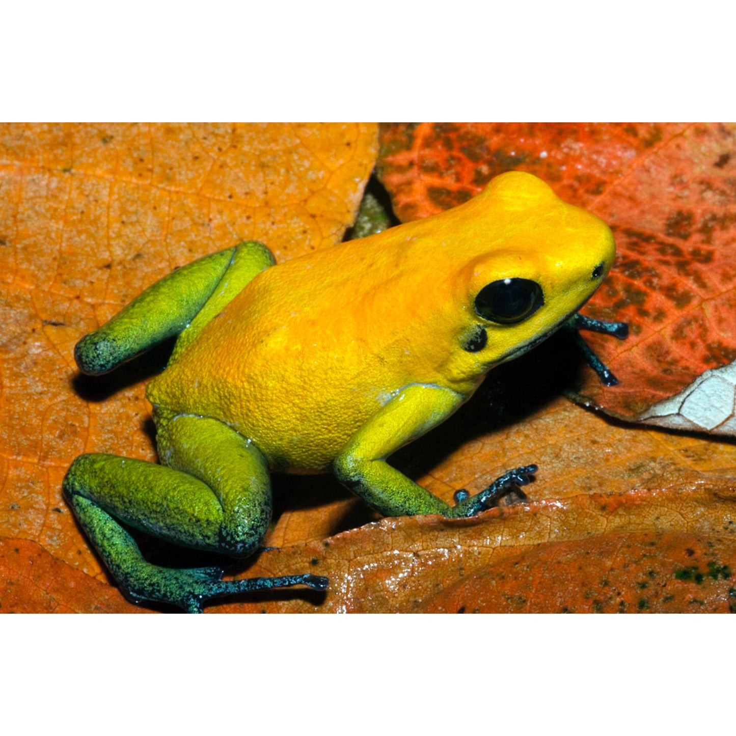 Phyllobates bicolor