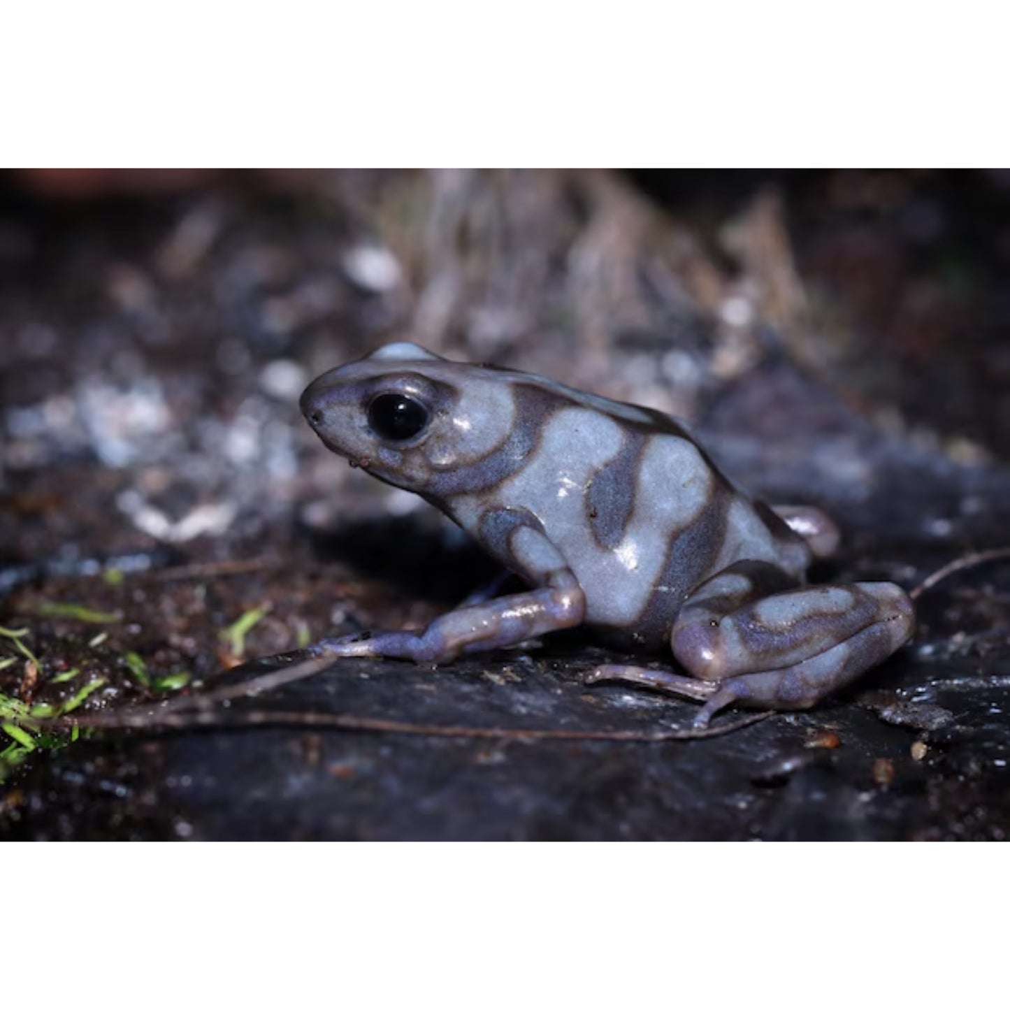 Dendrobates Auratus Pena blanca